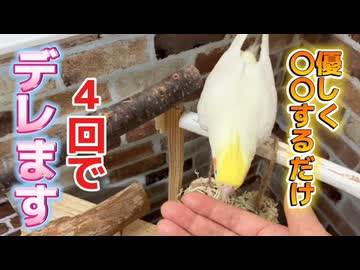 優しくコレするだけ。オカメインコが４回でデレる凄技。