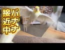 バナナの誘惑に勝てるか？オカメインコの超接近戦