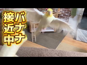 バナナの誘惑に勝てるか？オカメインコの超接近戦