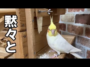 破壊神オカメ、黙々とイカの骨を解体する。