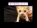 250グラムの目ヂカラ子猫