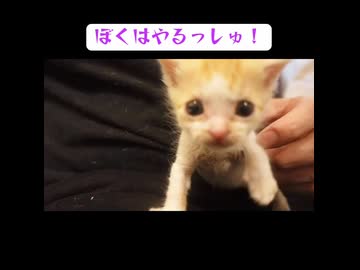 250グラムの目ヂカラ子猫