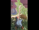 【カバー曲】明日12時公開