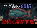【1986】『フグ毒の60倍』食べれば筋肉が溶け死亡する猛毒…何故釣り人は危険な魚に気付けなかった？『アオブダイ横紋筋融解症事件』解説