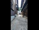 路地裏猫会議...出席出来ず