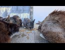 【島猫】カリカリ音が止まらない！猫ちゃんたちのお昼ご飯タイムが癒しすぎた