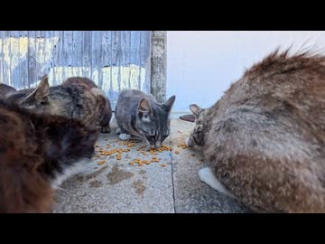 【島猫】カリカリ音が止まらない！猫ちゃんたちのお昼ご飯タイムが癒しすぎた