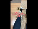 足が最強アスレチックに？オカメまみれで幸せ限界突破！