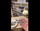 【至福】オカメインコろく、カキカキ終了後に自力で帰宅