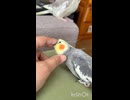 おしゃべり飽きたらカキカキして！