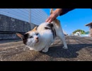 【漁港の奇跡】背中にハートマークの三毛猫ちゃんがモフられに来た件ｗｗｗ