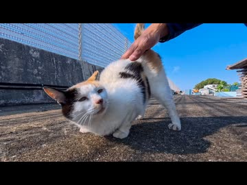 【漁港の奇跡】背中にハートマークの三毛猫ちゃんがモフられに来た件ｗｗｗ