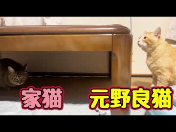 遊んでる？ 怒ってる？ 【元野良猫】 【野良猫】