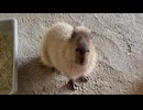 【霞ケ浦どうぶつとみんなのいえ】キュートな鳴き声【カピバラ】