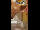 うちのチョコちゃんみて□