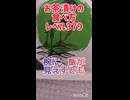 お茶漬けの食べ方レベル379 『椀に、飯が見えずとも』