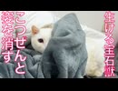 闘病の宝石珍獣、こつぜんと姿を消す