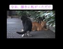 野良猫、上司猫に教育される