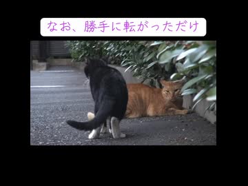 野良猫、上司猫に教育される