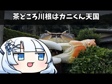 茶どころ川根はカニくん天国