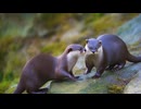LOVEカワウソ
