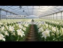 【VOICEVOX朗読劇】燃やされる為の花