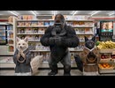 【Fox&Jackal】物語ビデオ ～ゴリラさん、誤解なんです□～コンビニ前にて托鉢していると、山犬がまたやらかしてしまいました～！キツネと山犬、修行活劇中！