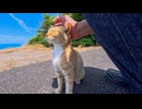 ひとりぼっちの展望所猫「来てくれた！」と駆け寄る姿が尊い