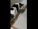 人間のだし汁(風呂の残り湯)