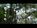 ジョーク / 青屋夏生 (covered by.結城碧)【25歳になりました】