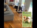 ホモと見る家に侵入した熊を追い払うポメラニアン