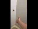 スズメバチvs俺