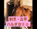 ハルダヨリ日記2