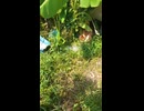 川辺の清掃活動と地域の協力