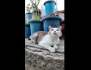 島の猫ちゃんカワイイ