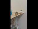 ジュウシマツときんかちょうの毛繕いショート動画　2026 6 16