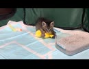 ピカチュウのぬいぐるみで遊ぶ子猫