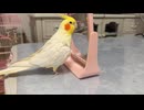 （うま）そうくんが歌うミッキーマウスマーチ□❤️このかわいさ反則級です…ホケキョ〜♪ #Cockatiel #Parrot