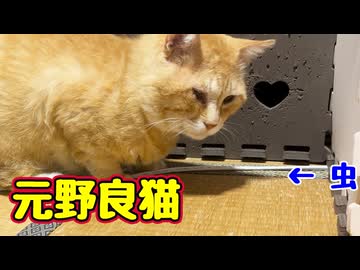 なんか気になったようです 【元野良猫】 【野良猫】