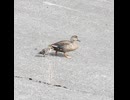 最後の1羽、高い護岸壁を降りる【カルガモ親子】