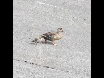 最後の1羽、高い護岸壁を降りる【カルガモ親子】