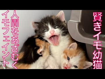 イモ幼猫、イモフェイントで人間をあざむく