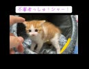 子猫、突然のオス三毛猫にビビる
