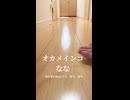 オカメインコBoyz廊下ラン！飼い主を呼んだら即反応が可愛いｗ