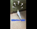 伝説の帰宅術ｗオカメインコの奇跡の着地
