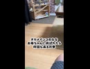 【検証】呼ばれると何回でも来るオカメインコが健気すぎるｗｗ