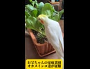 家庭菜園を破壊する怪獣オカメインコ軍団ｗ