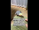 【激オコ】ななに指を近づけると全力で怒るインコが可愛すぎｗ