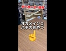 【密着】秒でおやつを消し去るインコと、残飯処理する仲間達ｗｗ