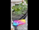 【ズッキーニ栽培】名前を呼ぶのは今日まで。過酷な野晒し生活へ卒業！【最終回】